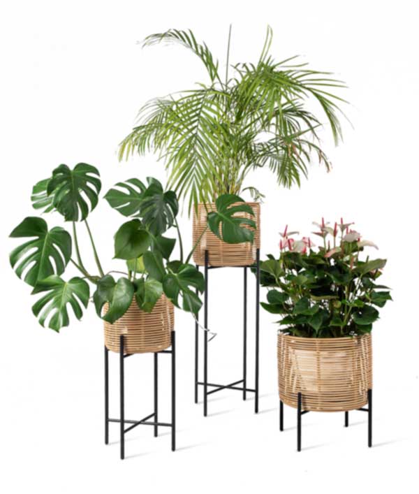 Kukkateline Vivi, L, Rottinki